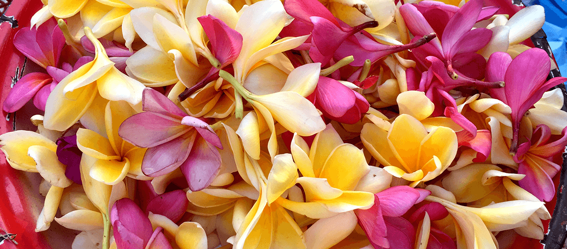 Balinese Frangipani Flowers