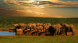 South Africa Safari